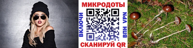что такое   Чишмы  Псилоцибиновые грибы Psilocybine cubensis 
